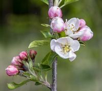 Pillemark æbleblomst